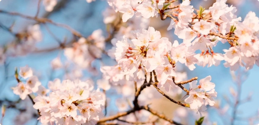 График работы наших учреждений в майские праздники